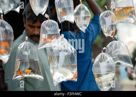 Verschiedene Arten von Fischen, die für Verkauf in Plastiktüten gehalten werden; Indien Stockfoto