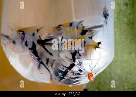 Angel Fish; Angelfisch; in Plastikbeutel Stockfoto