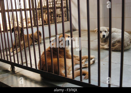 Wohlergehen von streunenden Hunden; ein Bombay basierte NGO kümmert sich um streunende Hunde in der Stadt bei Mahalaxmi Mumbai Stockfoto