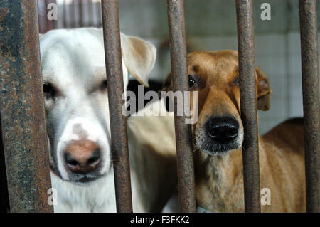 Wohlergehen von streunenden Hunden; Bombay basierte NGO kümmert sich um streunende Hunde in der Stadt bei Mahalaxmi; Bombay Mumbai, Maharashtra, Indien Stockfoto