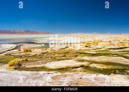 Bunte Sprudel mit Ablagerungen von Mineralien und Algen auf das Hochland der Anden, Bolivien. Salz-See, Gebirge und Vulkane Stockfoto