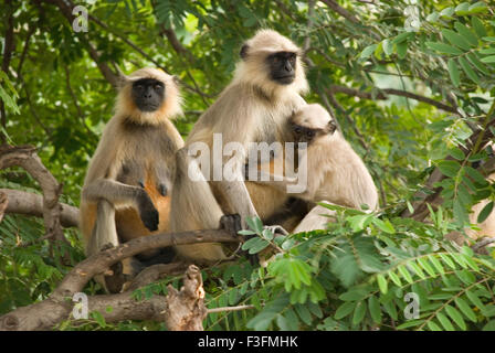 Hanuman Languren Familie auch bekannt als gemeinsame Languren; Entellus Languren (Semnopithecus Entellus); Pavagadh Panchmahals Gujarat Stockfoto