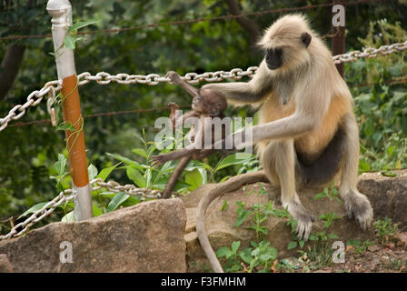 Hanuman Languren Familie auch bekannt als gemeinsame Languren; Entellus Languren (Semnopithecus Entellus); Pavagadh; Panchmahals Gujarat Stockfoto