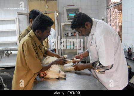 Tierärzte, die Behandlung von Verwundeten Hund Parel Animal Hospital Bai Sakarbai Dinshaw Petit Tierklinik Bombay Mumbai Stockfoto