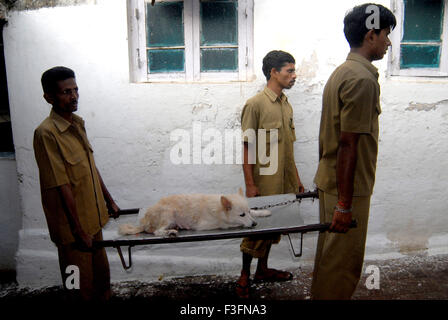 Ward jungen Hund Bahre Parel Animal Hospital Bai Sakarbai Dinshaw Petit Tierklinik Bombay Mumbai tragen Stockfoto