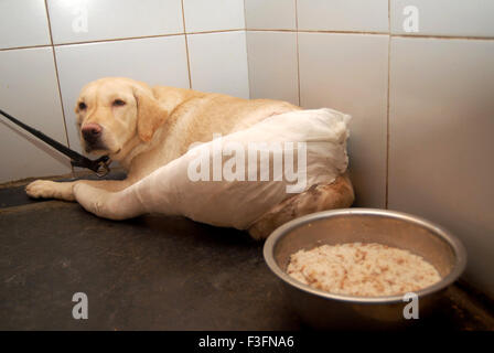 Ein Hund in der Tierklinik Parel behandelt werden; Bombay jetzt Mumbai; Maharashtra; Indien Stockfoto