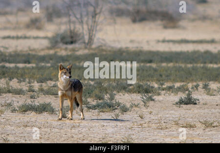 Jackal, Chari Dhandh, Chari Dhand-Feuchtgebietsschutzgebiet, Banni-Grasland, Rann of Kutch, Kutch District, Gujarat, Indien, Asien Stockfoto