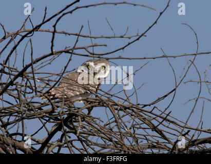 Spotted Owlet, Athene brama, Chari Dhandh, Chari Dhand Feuchtgebiet Schutzreservat, Banni Grasland, Rann of Kutch, Kutch District, Gujarat, Indien, Asien Stockfoto