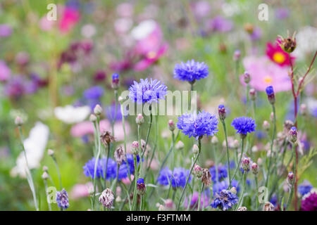 Kornblumen in eine Wildblumenwiese am Ende des Sommers. Stockfoto