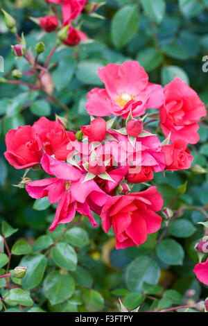 Rosa Wild Thing 'Jactoose' Blumen. Stockfoto