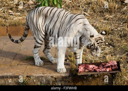 Weißer Tiger Essen treffen in Bhopal Zoo; Madhya Pradesh; Indien Stockfoto