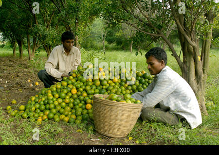 Orange Früchte Ausbeute an Ralegan Siddhi nahe Pune; Maharashtra; Indien Stockfoto