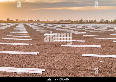 Effizienz und Effektivität in der modernen Landwirtschaft, geometrischen Mustern der Querstangen für die neue Ernte Felder unter einen Sommer Sonnenuntergang in Italien Stockfoto