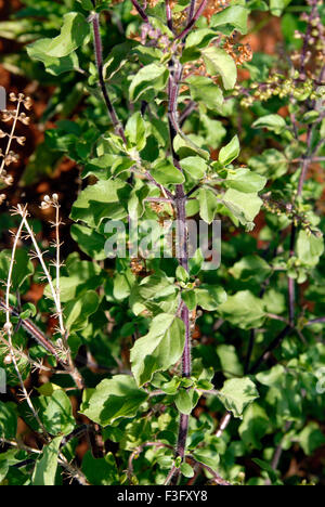 Tulsi Heiliges heiliges Basilikum Ocimum Tenuiflorum Linn Ocimum Sanctum Linn Stockfoto