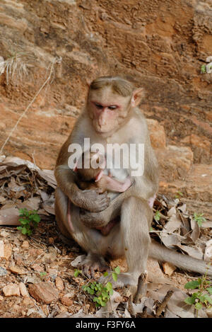 Motorhaube-Affe mit Baby am Straßenrand der bewaldeten Hügel; Palamuthircholai; Tamil Nadu; Indien Stockfoto