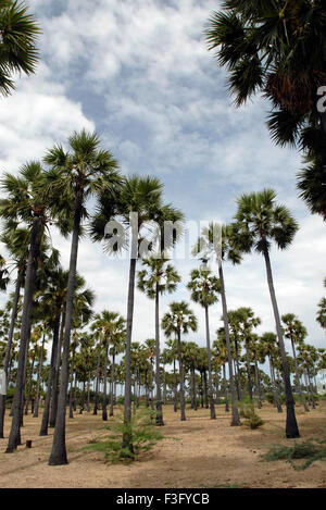 Palmen nahe Tiruchendur; Tamil Nadu; Indien; Asien Stockfoto