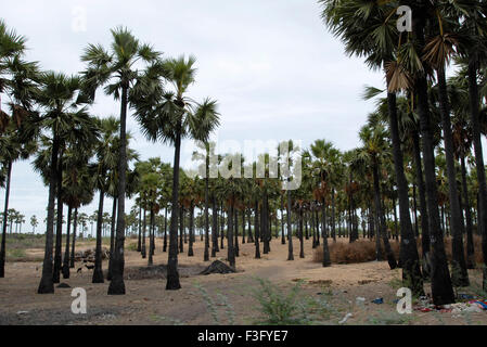 Palmenhain; Tiruchendur; Thoothukudi; Tamil Nadu; Indien; Asien Stockfoto