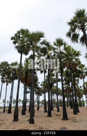 Palmenhain; Tiruchendur; Thoothukudi; Tamil Nadu; Indien; Asien Stockfoto