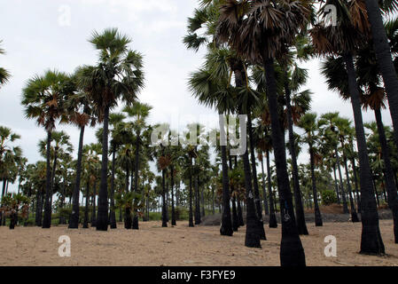 Palmenhain; Tiruchendur; Thoothukudi; Tamil Nadu; Indien; Asien Stockfoto