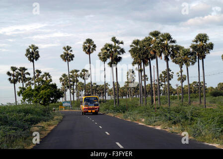 Palmenhain; Tiruchendur; Thoothukudi; Tamil Nadu; Indien; Asien Stockfoto