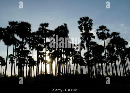 Palmenhaine Silhouette in der Nähe von Tiruchendur; Tamil Nadu; Indien Stockfoto