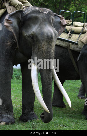Asiatischer Elefant (Elephas Maximus) mit langen Elfenbein Stoßzähne von Kaziranga Nationalpark; Assam; Indien Stockfoto