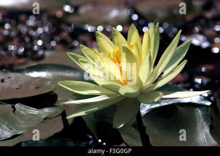 Lotus, Nelumbo nucifera, indischer Lotus, heiliger Lotus, indische Bohne, Ägyptische Bohne Stockfoto