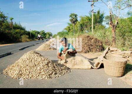 Erdnuß Trocknung auf Straße in der Nähe von Gangaikondacholapuram; Tamil Nadu; Indien Stockfoto
