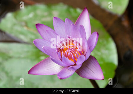 Lotus, Nelumbo nucifera, indischer Lotus, heiliger Lotus, indische Bohne, Ägyptische Bohne Stockfoto