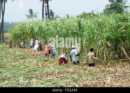 Ernte von Zuckerrohr in der Nähe von Tiruchirappalli; Tamil Nadu; Indien Stockfoto