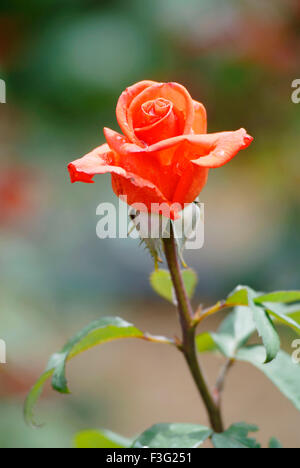 Die Hundertjahrfeier stieg Garten oder Vijayanagaram rose Garten; Ooty; Tamil Nadu; Indien Stockfoto