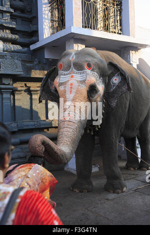 Elefant-Segen für indische Damen Tempel Kanchi Kamakoti Peetam Sri Kamakshi Ambal Kanchipuram Tamilnadu Stockfoto