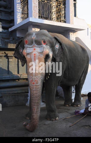 Elefanten im Tempel Kanchi Kamakoti Peetam Sri Kamakshi Ambal; Distrikt Kanchipuram; Tamilnadu Zustand; Indien Stockfoto