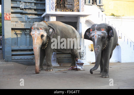 Elefanten im Tempel Kanchi Kamakoti Peetam Sri Kamakshi Ambal; Distrikt Kanchipuram; Tamilnadu Zustand; Indien Stockfoto