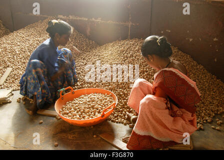 Frauen sortieren Käfer Muttern am Werk; Kumta; Karnataka; Indien Stockfoto