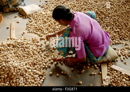 Frauen sortieren Käfer Muttern am Werk; Kumta; Karnataka; Indien Stockfoto