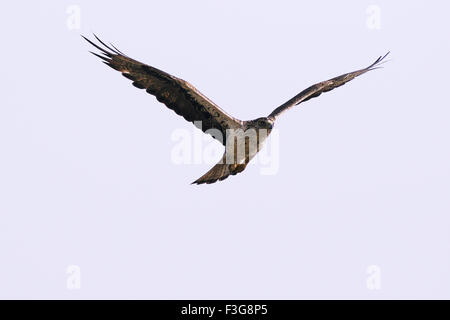 Vögel; Habicht auf der Suche nach beten; Mandore; Jodhpur; Rajasthan; Indien Stockfoto
