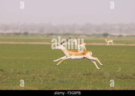 Schwarzen Böcke Antilope Cervicapra läuft im Talchhapar National Park; Rajasthan; Indien Stockfoto