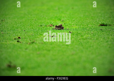 Detail mit Stücken von beschädigten Rasen auf einem Fußballfeld erschossen Stockfoto