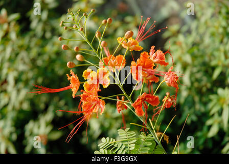 Gulmohar-Blume, Royal Poinciana, Flamboyant, Gul Mohur, Flammenbaumblume, Pfauenblütenbaum, Waldflamme, Zierbaumblume, Mayflower-Baumblume, Maiblume, Delonix regia, Indien, Asien Stockfoto