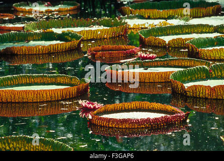 Riesigen Seerosen und Blätter auf dem Wasser schwimmt; Pamplemousse Botanischer Garten; Mauritius Stockfoto
