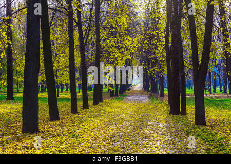 Herbst-Park mit langen Gasse bedeckt gefallenen gelb und trockenes Laub am Nachmittag Stockfoto