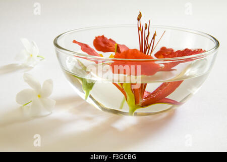 Gulmohur Gul Mohur botanische Name Pfau Blume im Glas Schalen mit Rosenwasser und zwei andere weiße Blumen; Indien Stockfoto