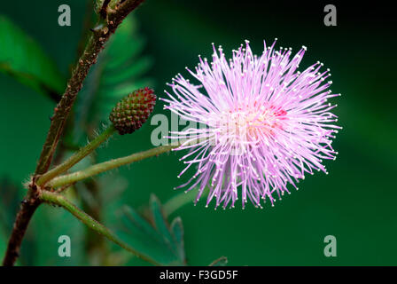 Sinnpflanze Mimosa Pudica; Leguminocea Familie-Ayurveda-Medizin; Trivandrum; Kerala; Indien Stockfoto