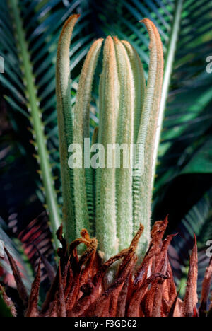 Sprießen zarte Triebe der Pflanze Farn Gartenbau; Trivandrum; Kerala; Indien Stockfoto