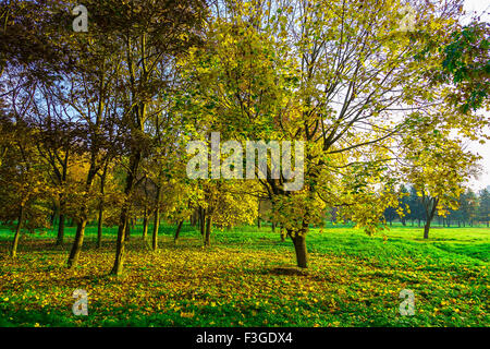 Herbst-Park mit bunten Bäumen und Laub auf dem grünen Rasen unter Bäumen Stockfoto