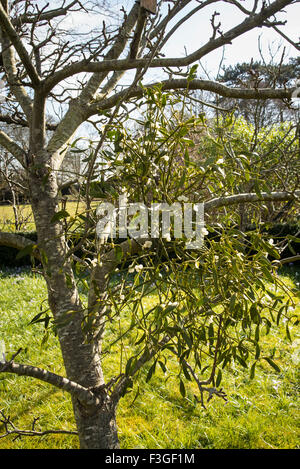 Mistel wächst auf einen jungen Apfelbaum in Wiltshire UK Stockfoto