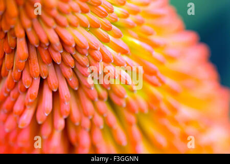 Glühenden Poker-Blumen im Garten Grenze Spätsommer Stockfoto