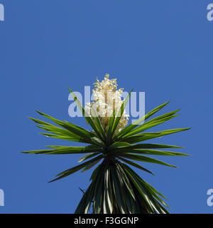 Blüte der Yucca Pflanze vor blauem Himmelshintergrund Stockfoto