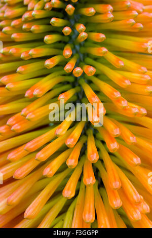 Glühenden Poker-Blumen im Garten Grenze Spätsommer Stockfoto